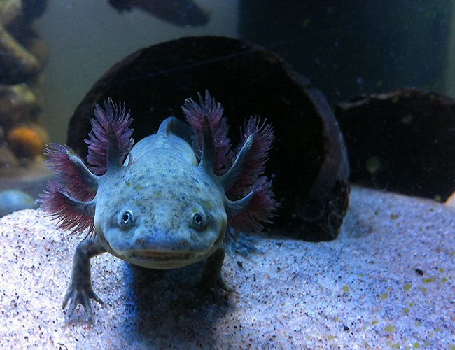 freshwater fish - ambystoma mexicanum - axolotl stocking in 105 gallons tank - Axolotl freshwater fish - ambystoma mexicanum - axolotl stocking in 105 gallons tank - Axolotl