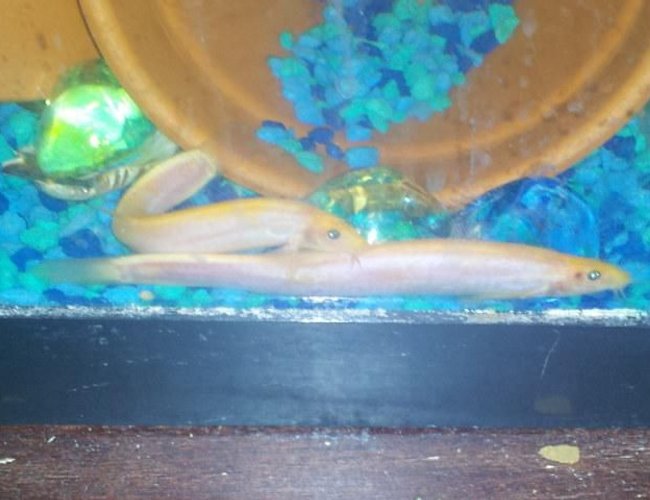 freshwater fish - misgurnus anguillicaudatus - dojo loach stocking in 29 gallons tank - my dojo loaches freshwater fish - misgurnus anguillicaudatus - dojo loach stocking in 29 gallons tank - my dojo loaches