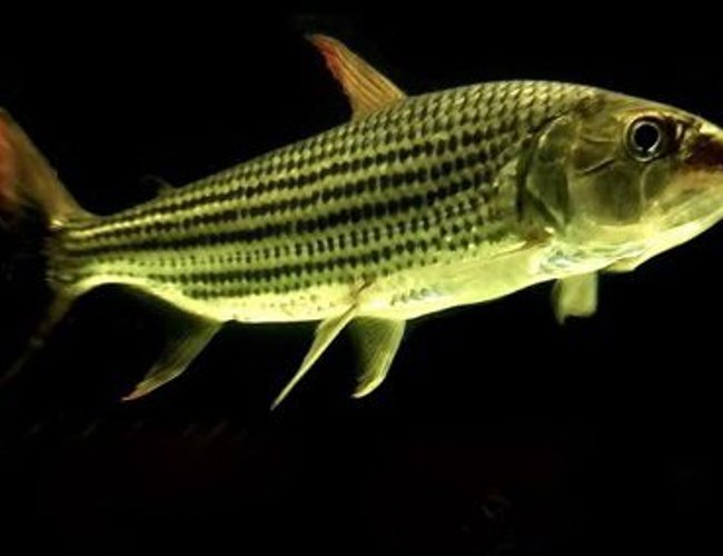 freshwater fish - probarbus jullieni - jullien's golden carp stocking in 60 gallons tank freshwater fish - probarbus jullieni - jullien's golden carp stocking in 60 gallons tank