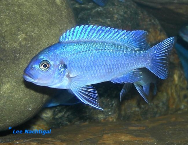 freshwater fish - metriaclima callainos - cobalt blue zebra cichlid stocking in 75 gallons tank - another homegrown pseudotropheus zebra cobalt growing up. I'm lucky my cobalts breed often. freshwater fish - metriaclima callainos - cobalt blue zebra cichlid stocking in 75 gallons tank - another homegrown pseudotropheus zebra cobalt growing up. I'm lucky my cobalts breed often.