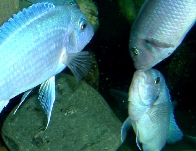 freshwater fish - maylandia callainos - blue cobalt cichlid stocking in 75 gallons tank - Fighting Females. Pseudotropheus zebra cobalt freshwater fish - maylandia callainos - blue cobalt cichlid stocking in 75 gallons tank - Fighting Females. Pseudotropheus zebra cobalt