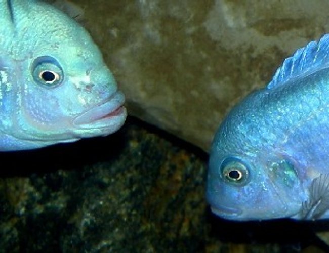 freshwater fish - maylandia callainos - blue cobalt cichlid stocking in 75 gallons tank - Male and Female freshwater fish - maylandia callainos - blue cobalt cichlid stocking in 75 gallons tank - Male and Female