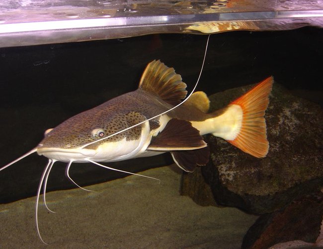 freshwater fish - arius jordani - columbian shark stocking in 180 gallons tank - 30" RTC freshwater fish - arius jordani - columbian shark stocking in 180 gallons tank - 30" RTC