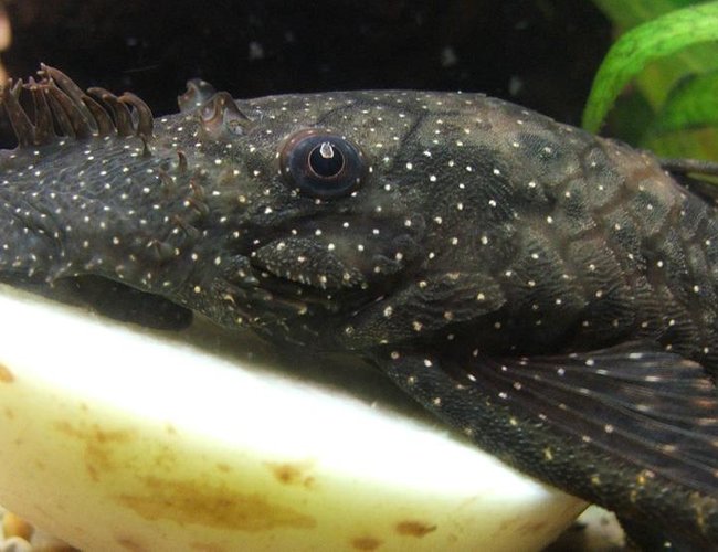 freshwater fish - ancistris sp. - starry night pleco (l-183) - Starlight Bristlenose plec (L183) freshwater fish - ancistris sp. - starry night pleco (l-183) - Starlight Bristlenose plec (L183)