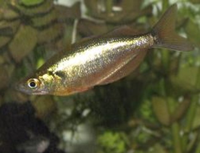 freshwater fish - glossolepis incisis - red irian rainbow stocking in 55 gallons tank - RED IRIAN RAINBOW freshwater fish - glossolepis incisis - red irian rainbow stocking in 55 gallons tank - RED IRIAN RAINBOW