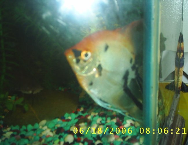 freshwater fish - genicanthus lamarck - lamarck's angelfish stocking in 60 gallons tank - this is my female angel freshwater fish - genicanthus lamarck - lamarck's angelfish stocking in 60 gallons tank - this is my female angel