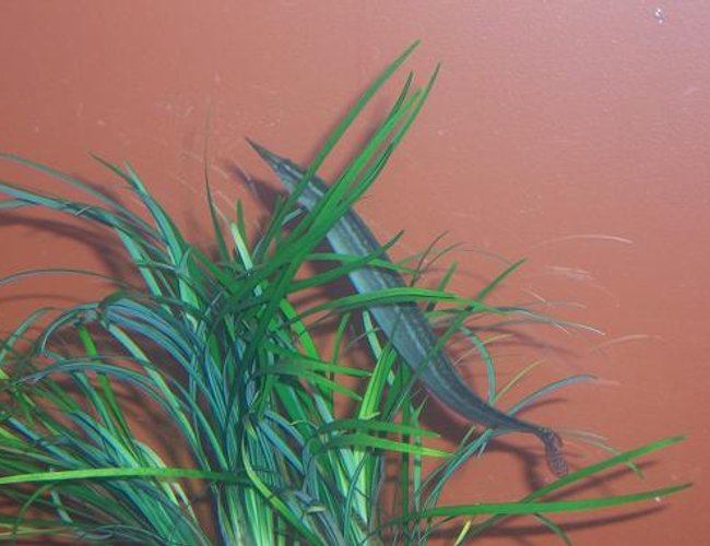 freshwater fish - mastacembelus erythrotaenia - fire eel stocking in 55 gallons tank - 6" Peacock Eel
Ever since i got this fish, he would stay burried beneath the gravel. But ever since i got this seagrass type plant he has been alot more active. freshwater fish - mastacembelus erythrotaenia - fire eel stocking in 55 gallons tank - 6" Peacock Eel
Ever since i got this fish, he would stay burried beneath the gravel. But ever since i got this seagrass type plant he has been alot more active.