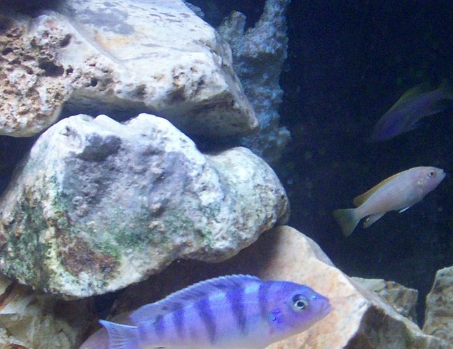 freshwater fish - pelvicachromis pulcher - albino kribensis cichlid stocking in 30 gallons tank - African Cichlids freshwater fish - pelvicachromis pulcher - albino kribensis cichlid stocking in 30 gallons tank - African Cichlids