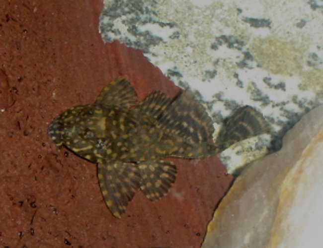 freshwater fish - leporacanthicus galazias - tooth-nose pleco (l-07a) stocking in 55 gallons tank - Hifin Spotted Pleco freshwater fish - leporacanthicus galazias - tooth-nose pleco (l-07a) stocking in 55 gallons tank - Hifin Spotted Pleco