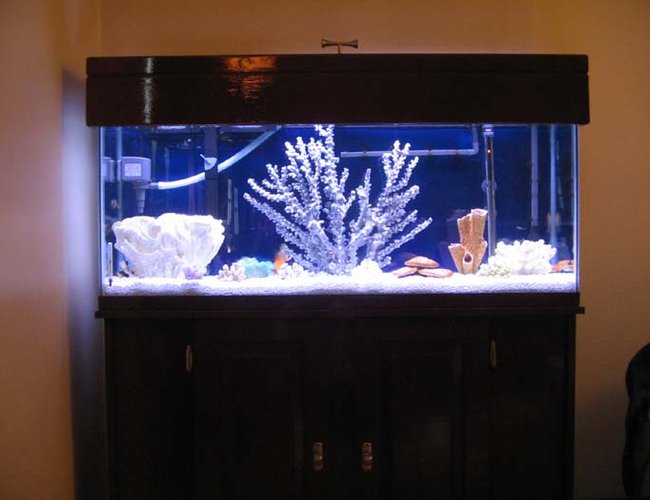 freshwater fish - symphysodon sp. - discus stocking in 46 gallons tank - Bet you thought this tank was put in the wrong category. This is my 55 Gallon freshwater Discus tank. I wanted a saltwater look with the beauty of Discus.
Most people do not even know what discus are. First thing the average person say's is, Nice saltwater tank!! What kind of colorful fish are they?
Just wanted to be a little different. freshwater fish - symphysodon sp. - discus stocking in 46 gallons tank - Bet you thought this tank was put in the wrong category. This is my 55 Gallon freshwater Discus tank. I wanted a saltwater look with the beauty of Discus.
Most people do not even know what discus are. First thing the average person say's is, Nice saltwater tank!! What kind of colorful fish are they?
Just wanted to be a little different.