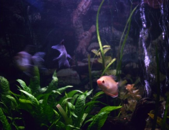 freshwater fish - colisa chuna - honey dwarf gourami stocking in 85 gallons tank - This Honey Gourami is not especially shy. freshwater fish - colisa chuna - honey dwarf gourami stocking in 85 gallons tank - This Honey Gourami is not especially shy.