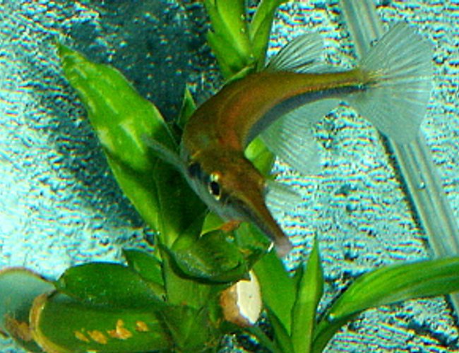 freshwater fish - xenentodon cancila - needle nose gar stocking in 55 gallons tank - Needle Nose Gar freshwater fish - xenentodon cancila - needle nose gar stocking in 55 gallons tank - Needle Nose Gar