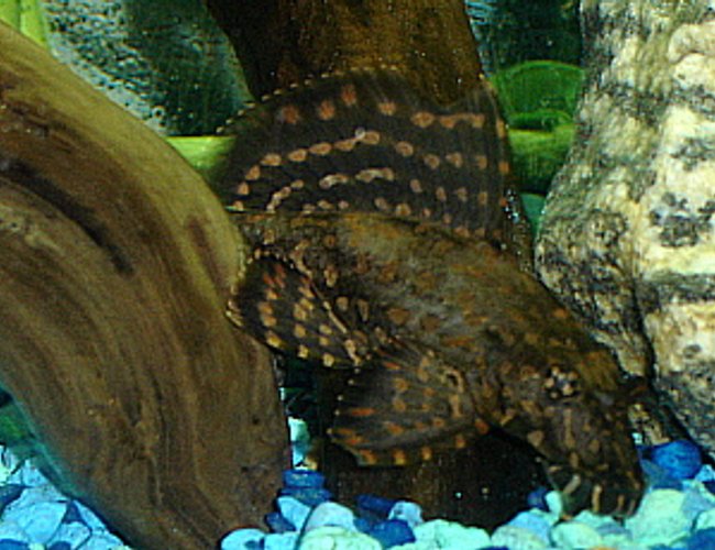 freshwater fish - leporacanthicus galazias - tooth-nose pleco (l-07a) stocking in 55 gallons tank - Spotted Pleco freshwater fish - leporacanthicus galazias - tooth-nose pleco (l-07a) stocking in 55 gallons tank - Spotted Pleco
