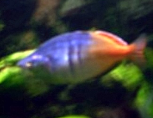 freshwater fish - hyphessobrycon colimbianus - red/blue columbian tetra stocking in 85 gallons tank - . freshwater fish - hyphessobrycon colimbianus - red/blue columbian tetra stocking in 85 gallons tank - .