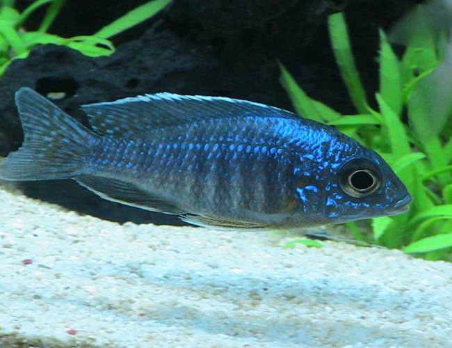freshwater fish - aulonocara stuartgranti - peacock cichlid stocking in 55 gallons tank - Peacock Cichlid freshwater fish - aulonocara stuartgranti - peacock cichlid stocking in 55 gallons tank - Peacock Cichlid