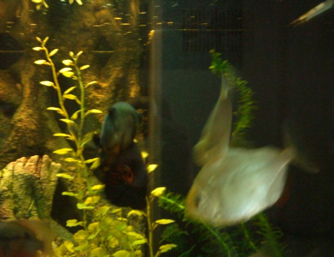 freshwater fish - metynnis argenteus - silver dollar stocking in 66 gallons tank - my silver dollars and black oscar freshwater fish - metynnis argenteus - silver dollar stocking in 66 gallons tank - my silver dollars and black oscar