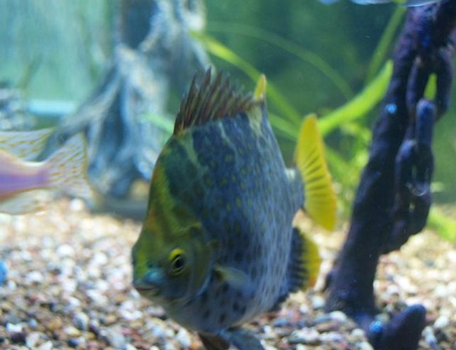 freshwater fish - scatophagus argus - ruby scat stocking in 140 gallons tank - Red Scat (eats all Plants) but best fish would not hurt a fly. freshwater fish - scatophagus argus - ruby scat stocking in 140 gallons tank - Red Scat (eats all Plants) but best fish would not hurt a fly.