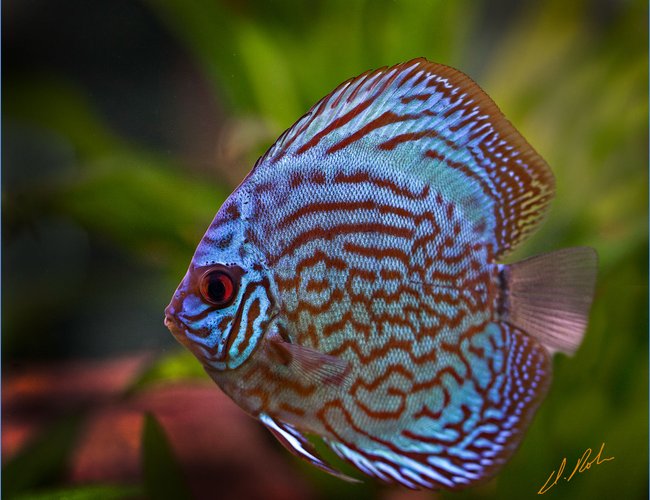 freshwater fish - symphysodon aequifasciatus - royal blue discus stocking in 180 gallons tank - New Royal Blue Discus, a very aggresive littel guy in teh 180 Gallon Community tank freshwater fish - symphysodon aequifasciatus - royal blue discus stocking in 180 gallons tank - New Royal Blue Discus, a very aggresive littel guy in teh 180 Gallon Community tank