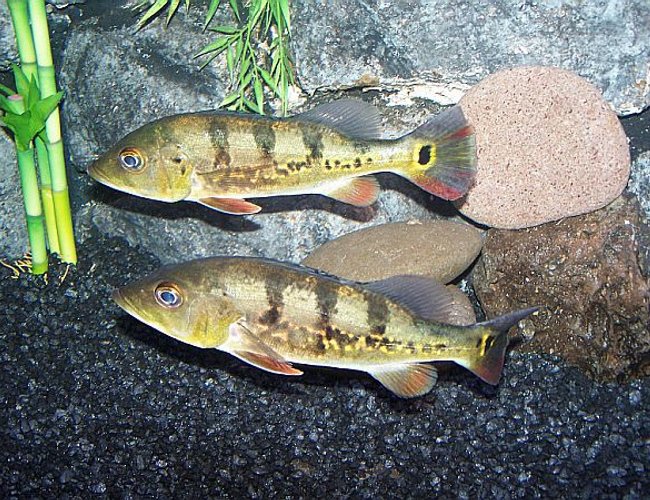 freshwater fish - cichlia ocellaris - peacock bass (ocellaris) stocking in 125 gallons tank - Peacock Bass freshwater fish - cichlia ocellaris - peacock bass (ocellaris) stocking in 125 gallons tank - Peacock Bass