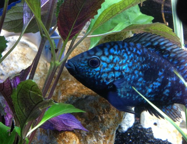 freshwater fish - herichthys cynoguttatus - texas cichlid stocking in 58 gallons tank - Sexy texxxy freshwater fish - herichthys cynoguttatus - texas cichlid stocking in 58 gallons tank - Sexy texxxy