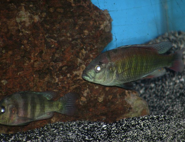 freshwater fish - pundamilia nyererei - nyererei hap stocking in 55 gallons tank - zebra n flameback victorian freshwater fish - pundamilia nyererei - nyererei hap stocking in 55 gallons tank - zebra n flameback victorian