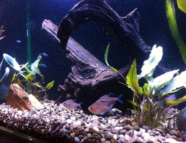 freshwater fish - hyphessobrycon erythrostigma - bleeding heart tetra stocking in 35 gallons tank - Several of our bleeding hearts. freshwater fish - hyphessobrycon erythrostigma - bleeding heart tetra stocking in 35 gallons tank - Several of our bleeding hearts.