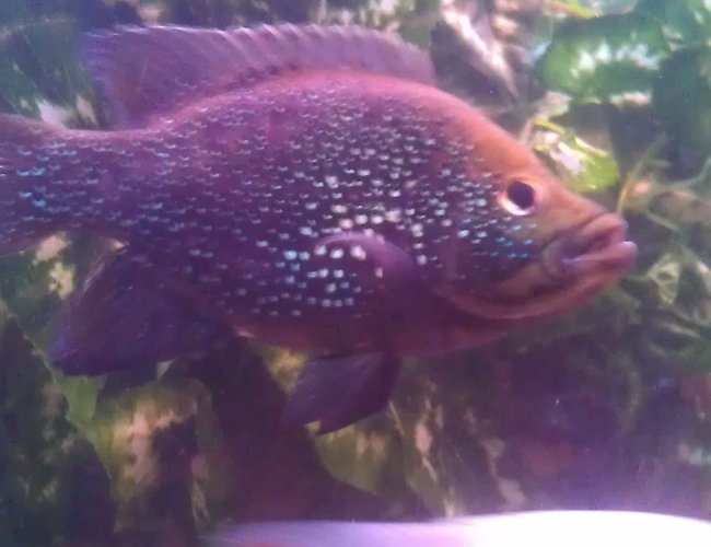 freshwater fish - paratilapia polleni - polleni cichlid stocking in 200 gallons tank - Polleni freshwater fish - paratilapia polleni - polleni cichlid stocking in 200 gallons tank - Polleni