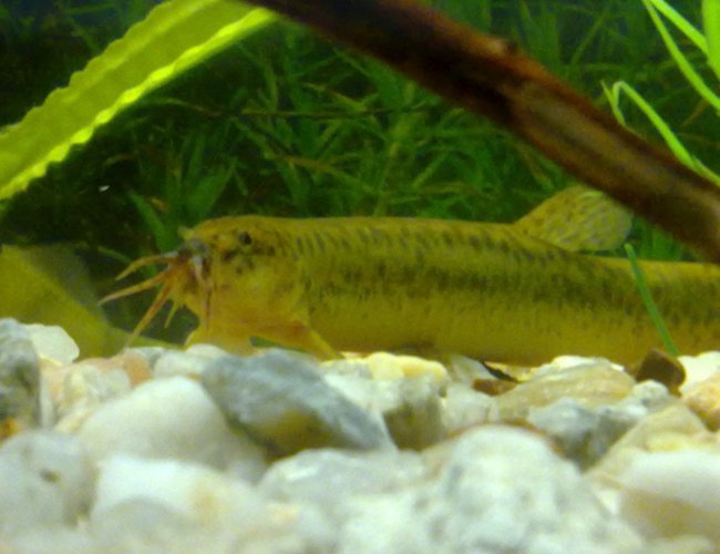 freshwater fish - misgurnus anguillicaudatus - dojo loach stocking in 90 gallons tank - Japanese Weather Loach freshwater fish - misgurnus anguillicaudatus - dojo loach stocking in 90 gallons tank - Japanese Weather Loach