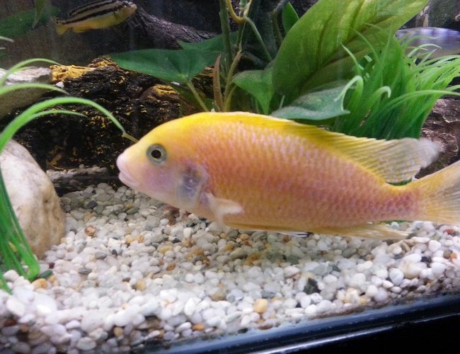 freshwater fish - pseudotropheus estherae - red zebra cichlid stocking in 44 gallons tank - Red Zebra freshwater fish - pseudotropheus estherae - red zebra cichlid stocking in 44 gallons tank - Red Zebra