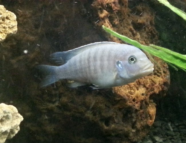 freshwater fish - metriaclima callainos - cobalt blue zebra cichlid stocking in 75 gallons tank - Cobalt Blue zebra freshwater fish - metriaclima callainos - cobalt blue zebra cichlid stocking in 75 gallons tank - Cobalt Blue zebra