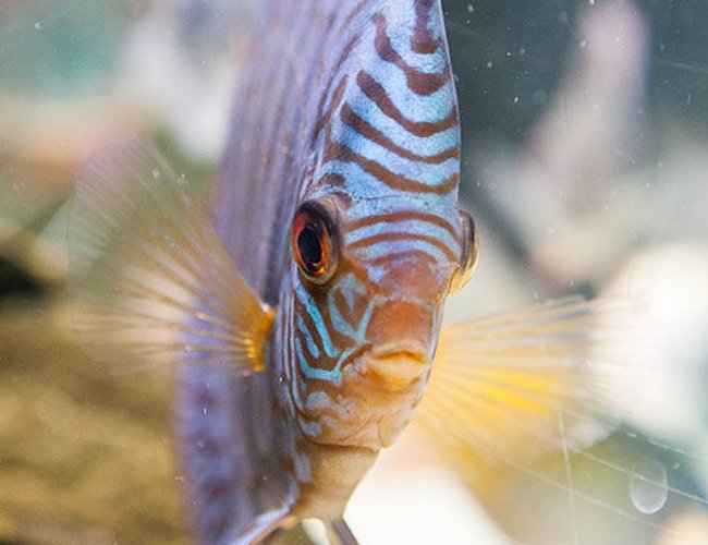 freshwater fish - symphysodon sp. - red turquoise discus stocking in 200 gallons tank - Blue Turq Discus freshwater fish - symphysodon sp. - red turquoise discus stocking in 200 gallons tank - Blue Turq Discus