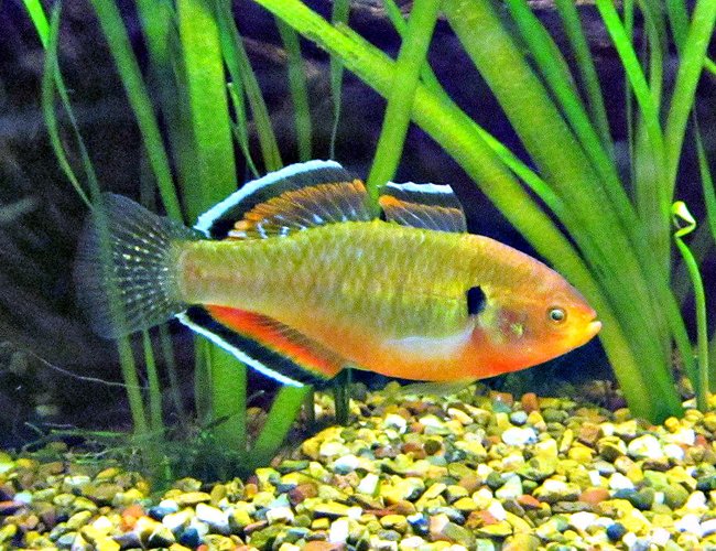 freshwater fish - hypseleotris compressa - empire gudgeon stocking in 180 gallons tank - Australian Native - Empire Gudgeon - Hypseleotris compressa - Snapper Creek freshwater fish - hypseleotris compressa - empire gudgeon stocking in 180 gallons tank - Australian Native - Empire Gudgeon - Hypseleotris compressa - Snapper Creek