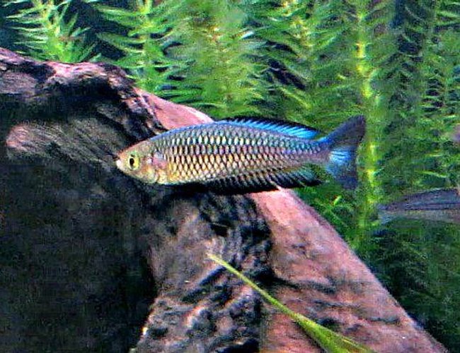 freshwater fish - rhadinocentrus ornatus - ornate rainbowfish stocking in 180 gallons tank - Australian Native - Ornate Rainbowfish - Rhadinocentrus ornatus - Snapper Creek freshwater fish - rhadinocentrus ornatus - ornate rainbowfish stocking in 180 gallons tank - Australian Native - Ornate Rainbowfish - Rhadinocentrus ornatus - Snapper Creek