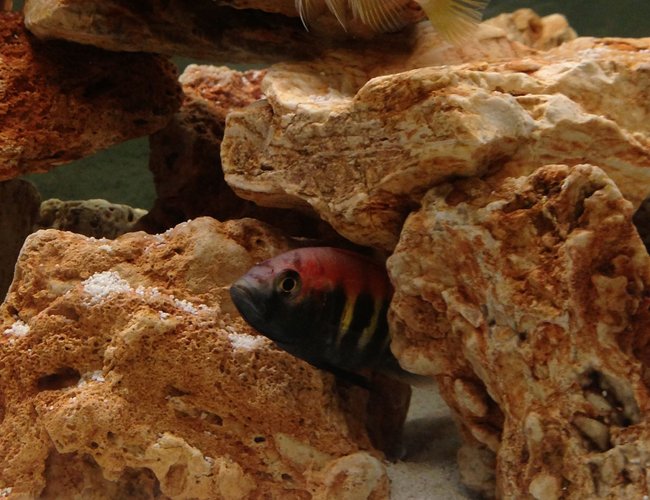 freshwater fish - satanoperca jurupari - eartheater stocking in 75 gallons tank - Anchor island male below female above just had over 30 fry freshwater fish - satanoperca jurupari - eartheater stocking in 75 gallons tank - Anchor island male below female above just had over 30 fry