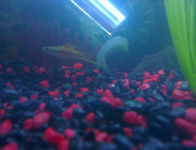 freshwater fish - xiphophorus helleri - swordtail stocking in 45 gallons tank - Male Swordtail freshwater fish - xiphophorus helleri - swordtail stocking in 45 gallons tank - Male Swordtail