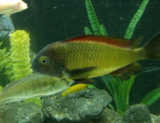 freshwater fish - tropheus moorii ilangi - ilangi stocking in 184 gallons tank - WC Tropheus Ilangi freshwater fish - tropheus moorii ilangi - ilangi stocking in 184 gallons tank - WC Tropheus Ilangi