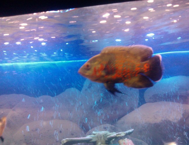 freshwater fish - astronotus ocellatus - tiger oscar stocking in 65 gallons tank - my oscar freshwater fish - astronotus ocellatus - tiger oscar stocking in 65 gallons tank - my oscar