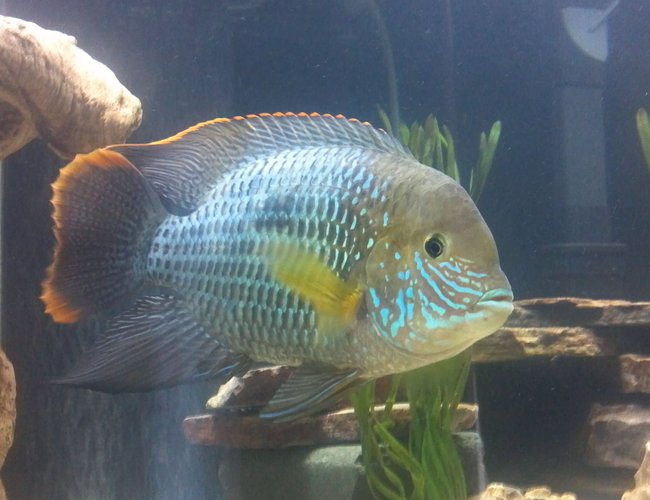freshwater fish - aequidens rivulatus - green terror stocking in 75 gallons tank - Green Terror (Baby T) freshwater fish - aequidens rivulatus - green terror stocking in 75 gallons tank - Green Terror (Baby T)