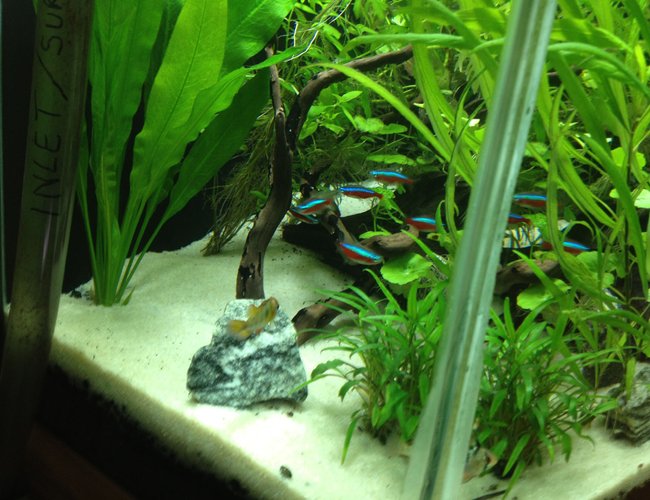 freshwater fish - paracheirodon innesi - neon tetra jumbo stocking in 49 gallons tank - My Fish freshwater fish - paracheirodon innesi - neon tetra jumbo stocking in 49 gallons tank - My Fish