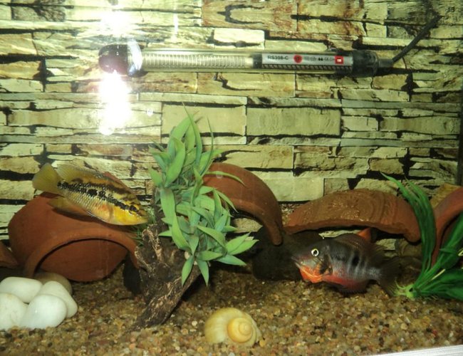 freshwater fish - thorichthys meeki - firemouth cichlid stocking in 75 gallons tank - Salvini & Firemouth freshwater fish - thorichthys meeki - firemouth cichlid stocking in 75 gallons tank - Salvini & Firemouth