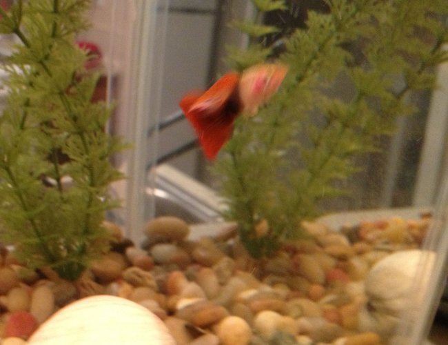 freshwater fish - poecilia reticulata - guppy stocking in 10 gallons tank - Guppy freshwater fish - poecilia reticulata - guppy stocking in 10 gallons tank - Guppy