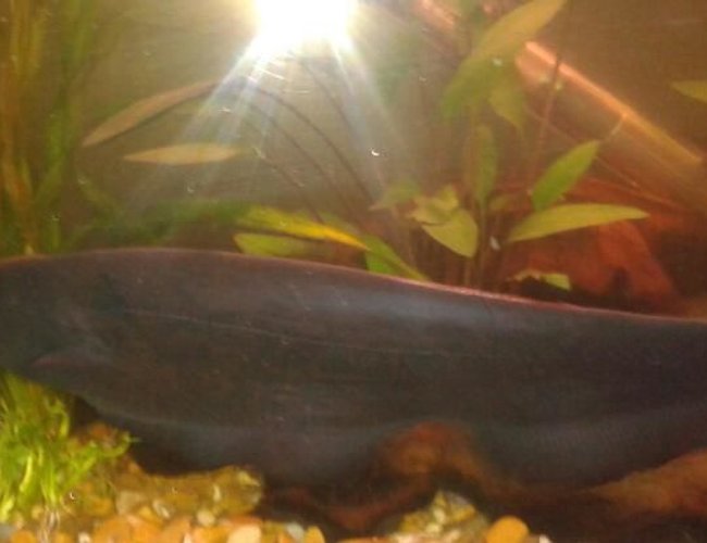 freshwater fish - apteronotus albifrons - black ghost knifefish stocking in 10 gallons tank - My Black Ghost Knifefish.
He,s around 8- 11 inches long.
one of my favourites. freshwater fish - apteronotus albifrons - black ghost knifefish stocking in 10 gallons tank - My Black Ghost Knifefish.
He,s around 8- 11 inches long.
one of my favourites.