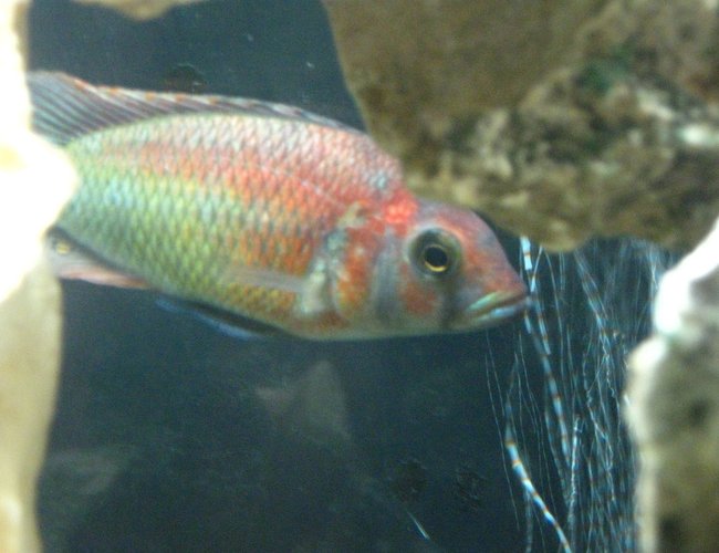 freshwater fish - xystichromis sp. - kyoga flameback stocking in 55 gallons tank - Xystichromis sp. 'Kyoga flameback' freshwater fish - xystichromis sp. - kyoga flameback stocking in 55 gallons tank - Xystichromis sp. 'Kyoga flameback'