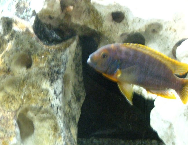 freshwater fish - iodotropheus sprengerae - rusty cichlid stocking in 55 gallons tank - Iodotropheus sprengerae (about the best I could get - he won't stay still!) freshwater fish - iodotropheus sprengerae - rusty cichlid stocking in 55 gallons tank - Iodotropheus sprengerae (about the best I could get - he won't stay still!)