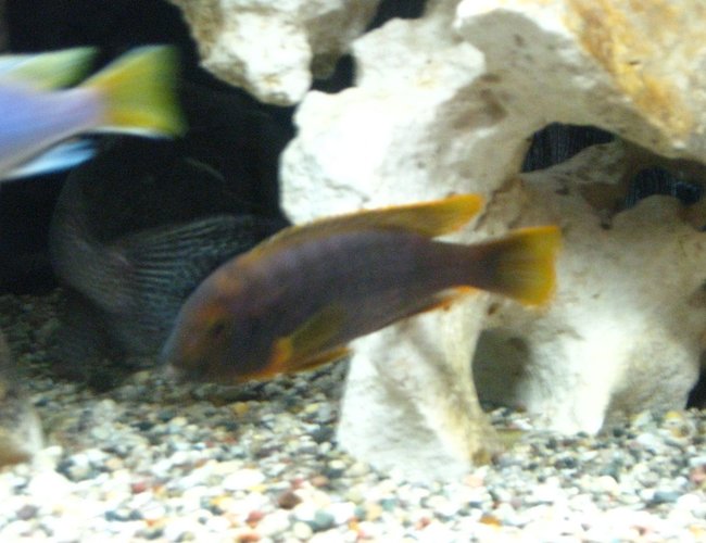 freshwater fish - iodotropheus sprengerae - rusty cichlid stocking in 55 gallons tank - I think this was as still as the rusty got for this shoot! freshwater fish - iodotropheus sprengerae - rusty cichlid stocking in 55 gallons tank - I think this was as still as the rusty got for this shoot!
