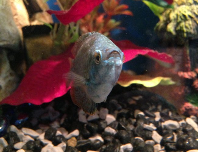 freshwater fish - colisa lalia - dwarf gourami stocking in 50 gallons tank - Dwarf gourami :) freshwater fish - colisa lalia - dwarf gourami stocking in 50 gallons tank - Dwarf gourami :)