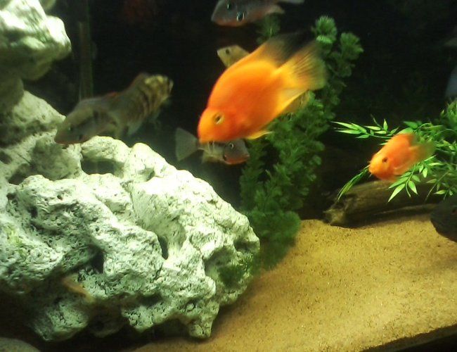 freshwater fish - heros severus x amphilophus citrinellum - blood parrot stocking in 135 gallons tank - BLOOD PARROTS BLUE ARCARA FIREMOUTH freshwater fish - heros severus x amphilophus citrinellum - blood parrot stocking in 135 gallons tank - BLOOD PARROTS BLUE ARCARA FIREMOUTH