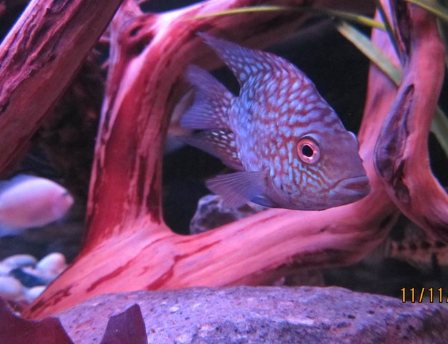 freshwater fish - aequidens rivulatus - green terror stocking in 100 gallons tank freshwater fish - aequidens rivulatus - green terror stocking in 100 gallons tank
