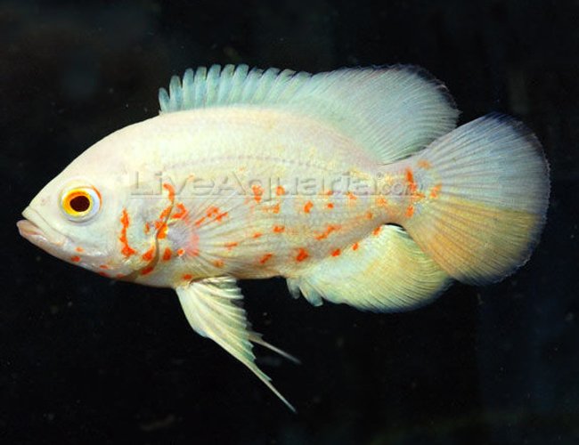 freshwater fish - astronotus ocellatus - albino oscar stocking in 150 gallons tank - i love fishes freshwater fish - astronotus ocellatus - albino oscar stocking in 150 gallons tank - i love fishes