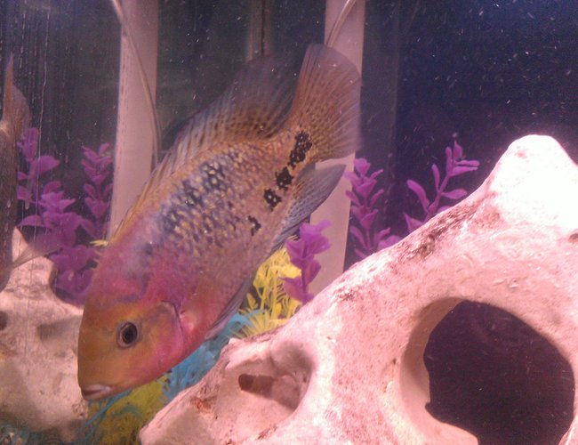 freshwater fish - cichlasoma synspilum - redheaded cichlid stocking in 75 gallons tank - synspillum freshwater fish - cichlasoma synspilum - redheaded cichlid stocking in 75 gallons tank - synspillum